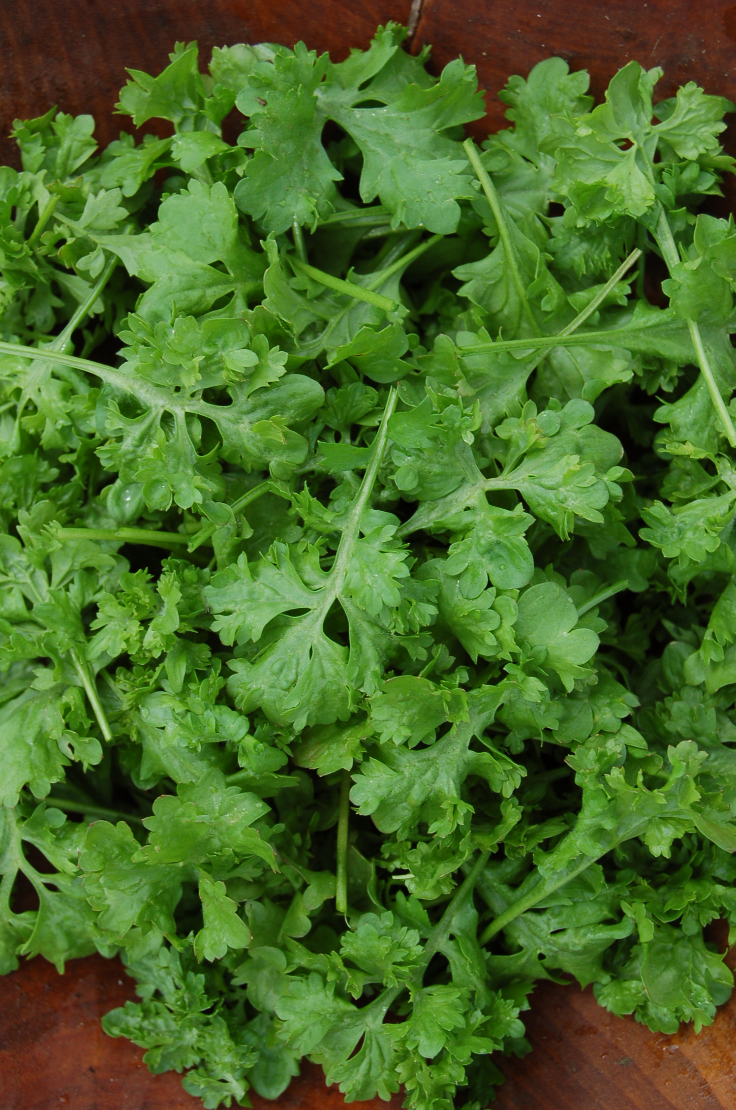 Upland Cress